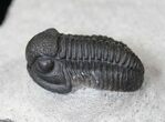 Nice Gerastos Trilobite Fossil #15392-1